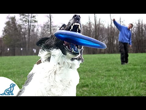 Learn To Throw Like A Disc Dog Pro *HINT* It&#039;s ALL In The Wrist;)