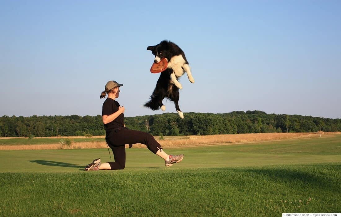 Dog Frisbee Sprung