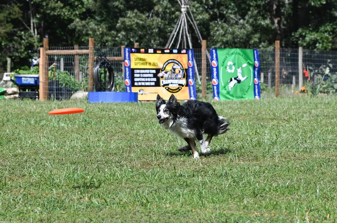 Hundefrisbee Sport - Hund rennt hinter Frisbee her