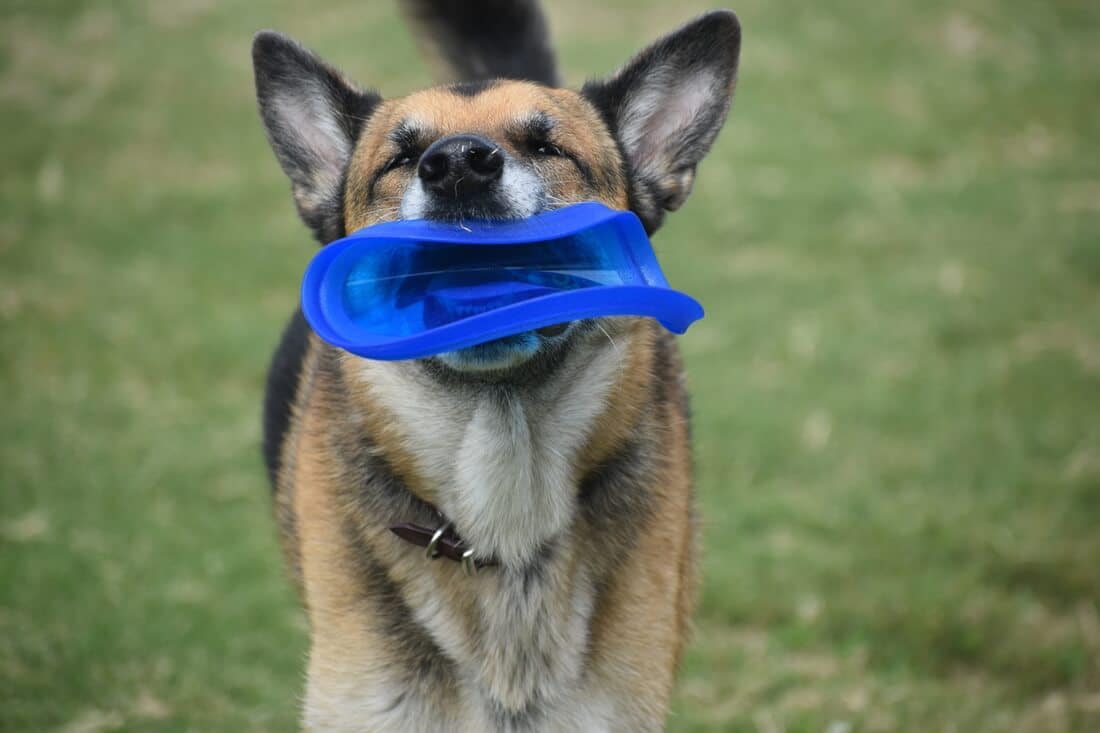 Unkaputtbare Hundefrisbee aus weichem Silikon