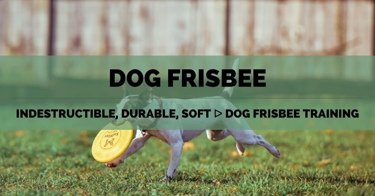 Dog Frisbee - FB 2